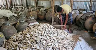 শুষ্ক মৌসুমে জমজমাট নেত্রকোণার শুঁটকি বাজার